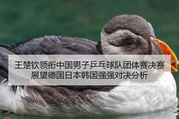 王楚钦领衔中国男子乒乓球队团体赛决赛展望德国日本韩国强强对决分析